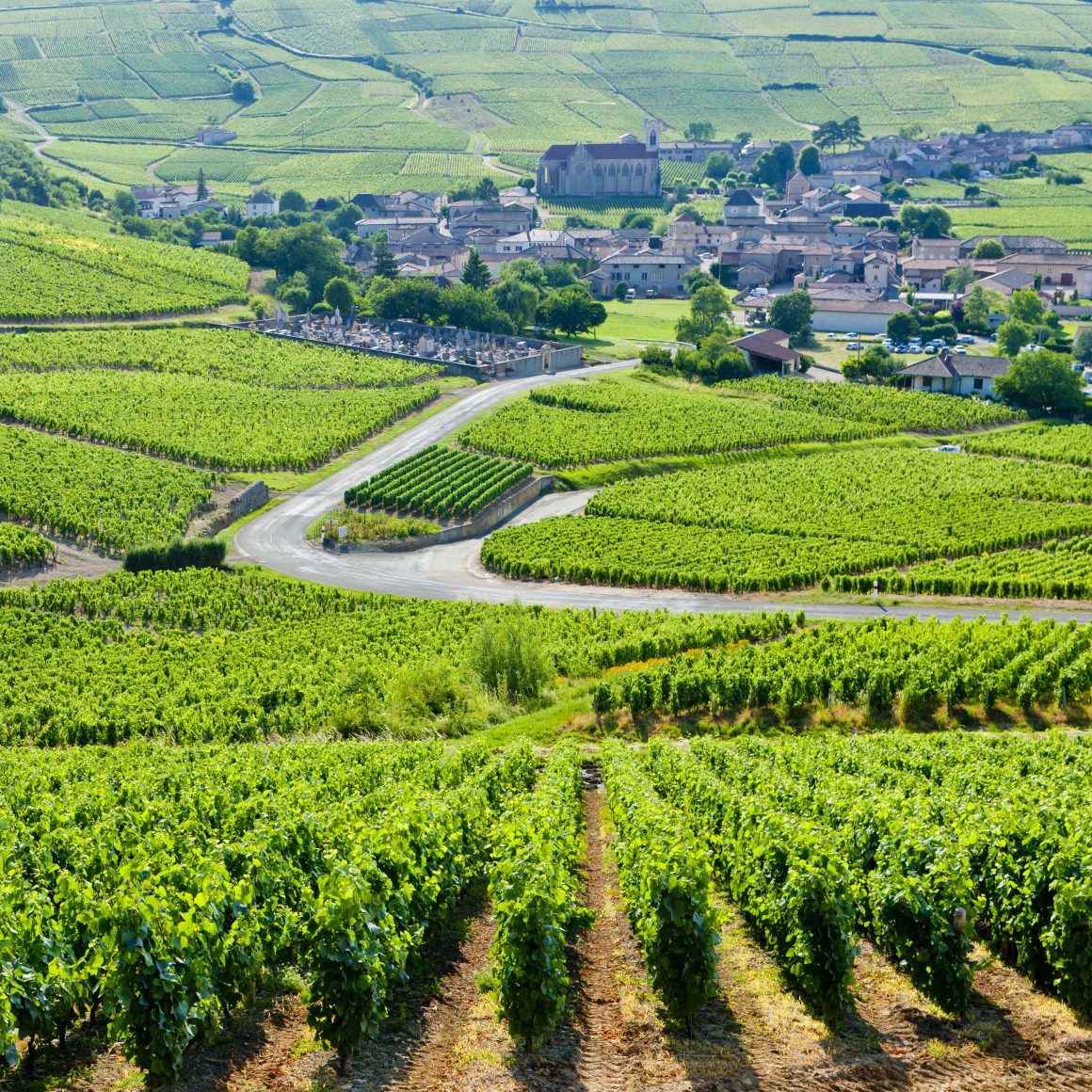 bourgogne Vignobles à Milly-Lamartine